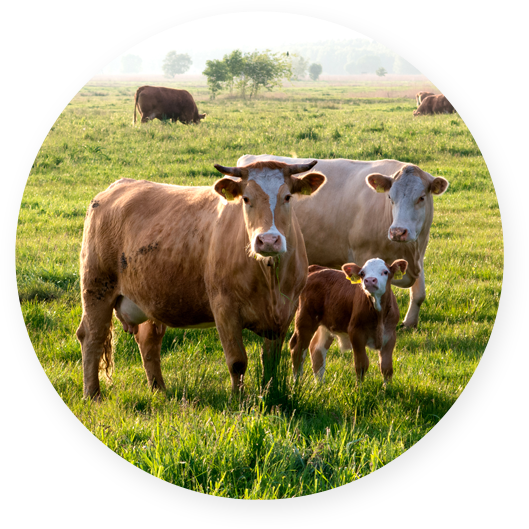 Popis: C:\Users\holeckna\AppData\Local\Microsoft\Windows\INetCache\Content.Word\zigzag-meat.png